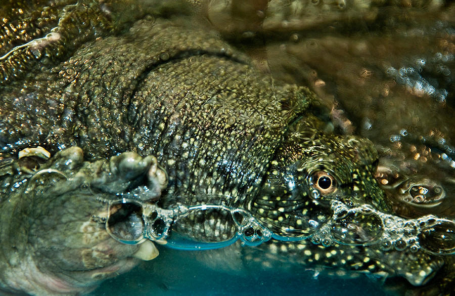 turtle, 2009 : What's for Dinner : Barbara Leven Fine Art Photography, New York