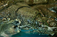 turtle, 2009