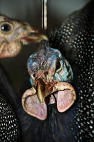 guineahens, 2007