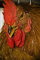 roaster, 2007