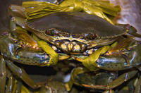 crabtied, 2007