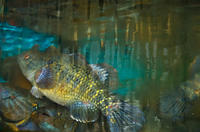 tankfish, 2007