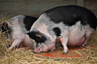 twolittlepigs, 2007
