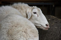 sheep2, 2007