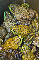 frogpile, 2007