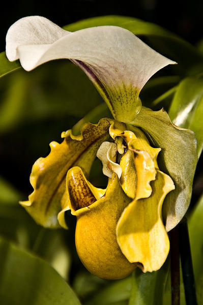orchidballet, 2008 : Sanctum : Barbara Leven Fine Art Photography, New York