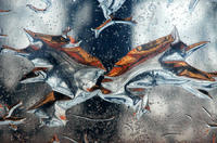 fightingfish,2005