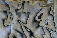 mouse,2005