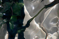 petals,2004