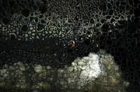 blackbubbles, 2003