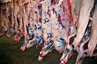 blackangus, 2007