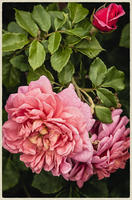 © Copyright 2025 Barbara E. Leven. All rights reserved.