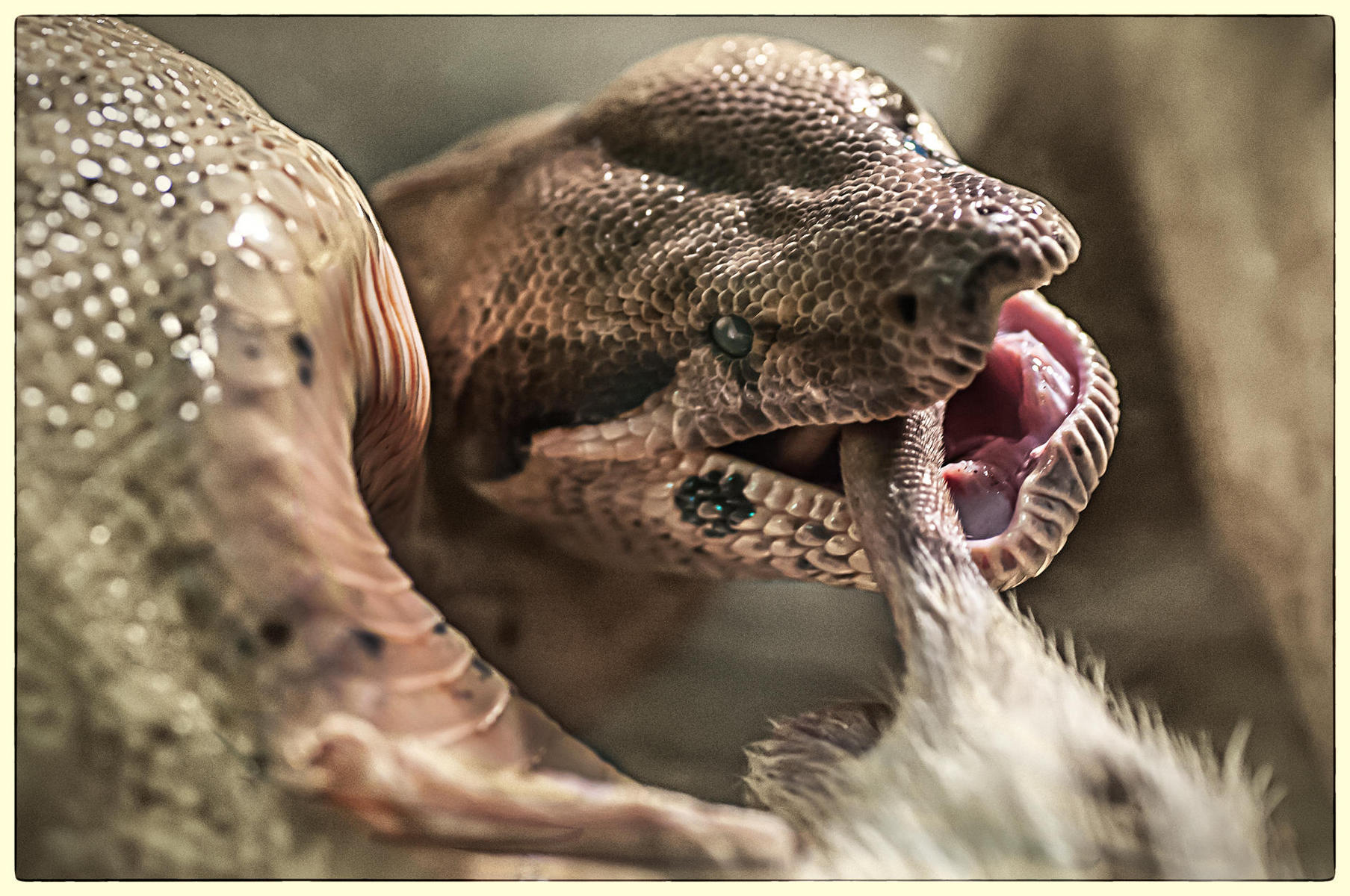 Colombian Boa, 2015