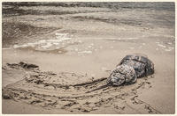 © Copyright 2025 Barbara E. Leven. All rights reserved.