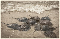© Copyright 2025 Barbara E. Leven. All rights reserved.