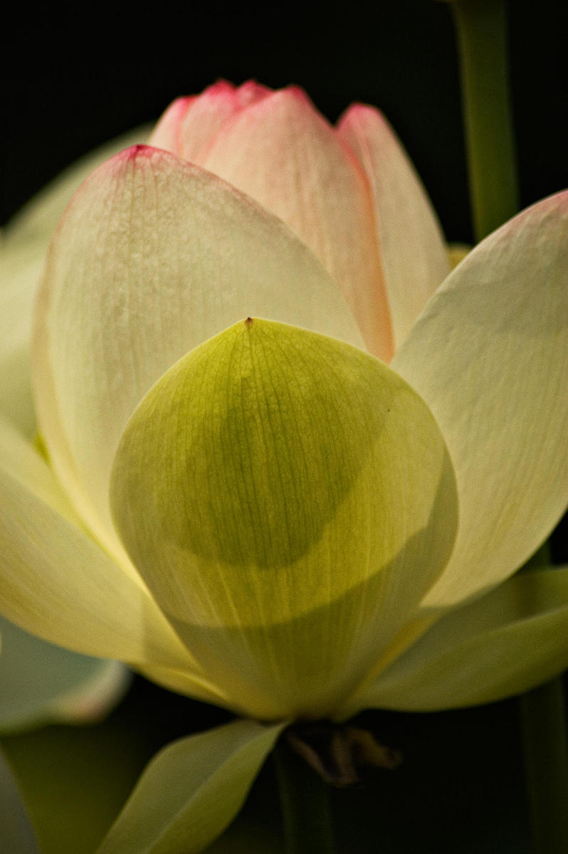 July Lotus, 2006