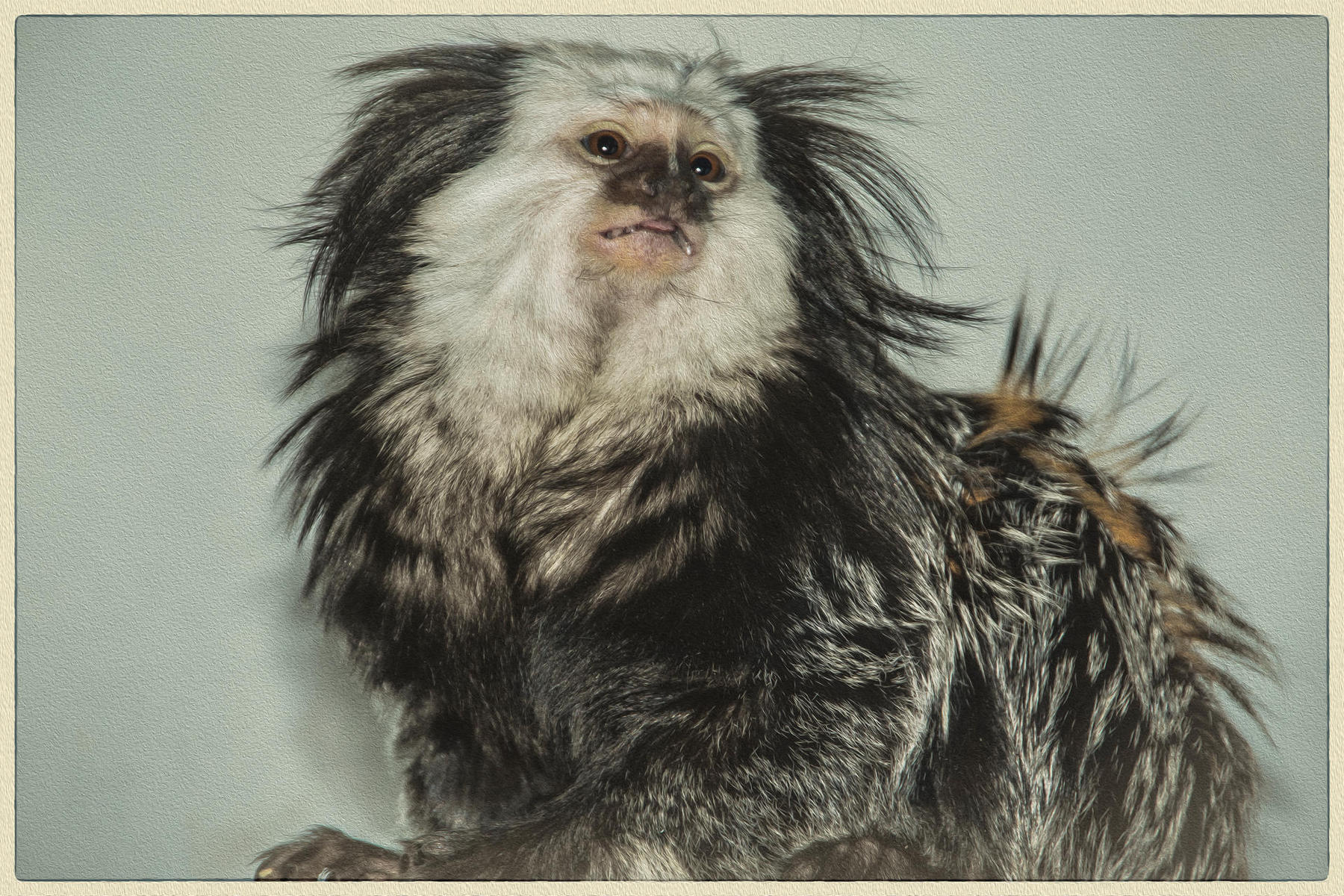 Prospect Park Monkey, 2016