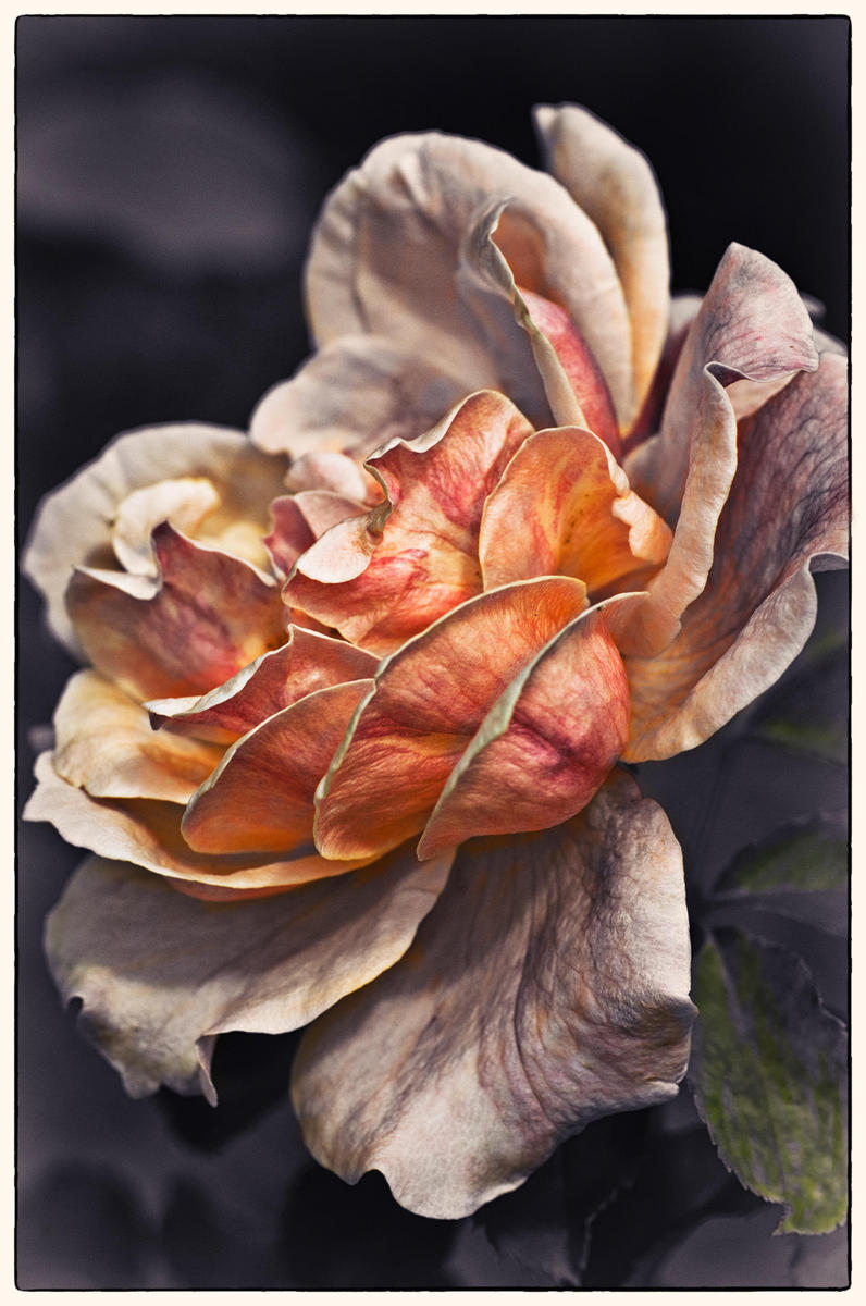 Pastel Rose, 2013