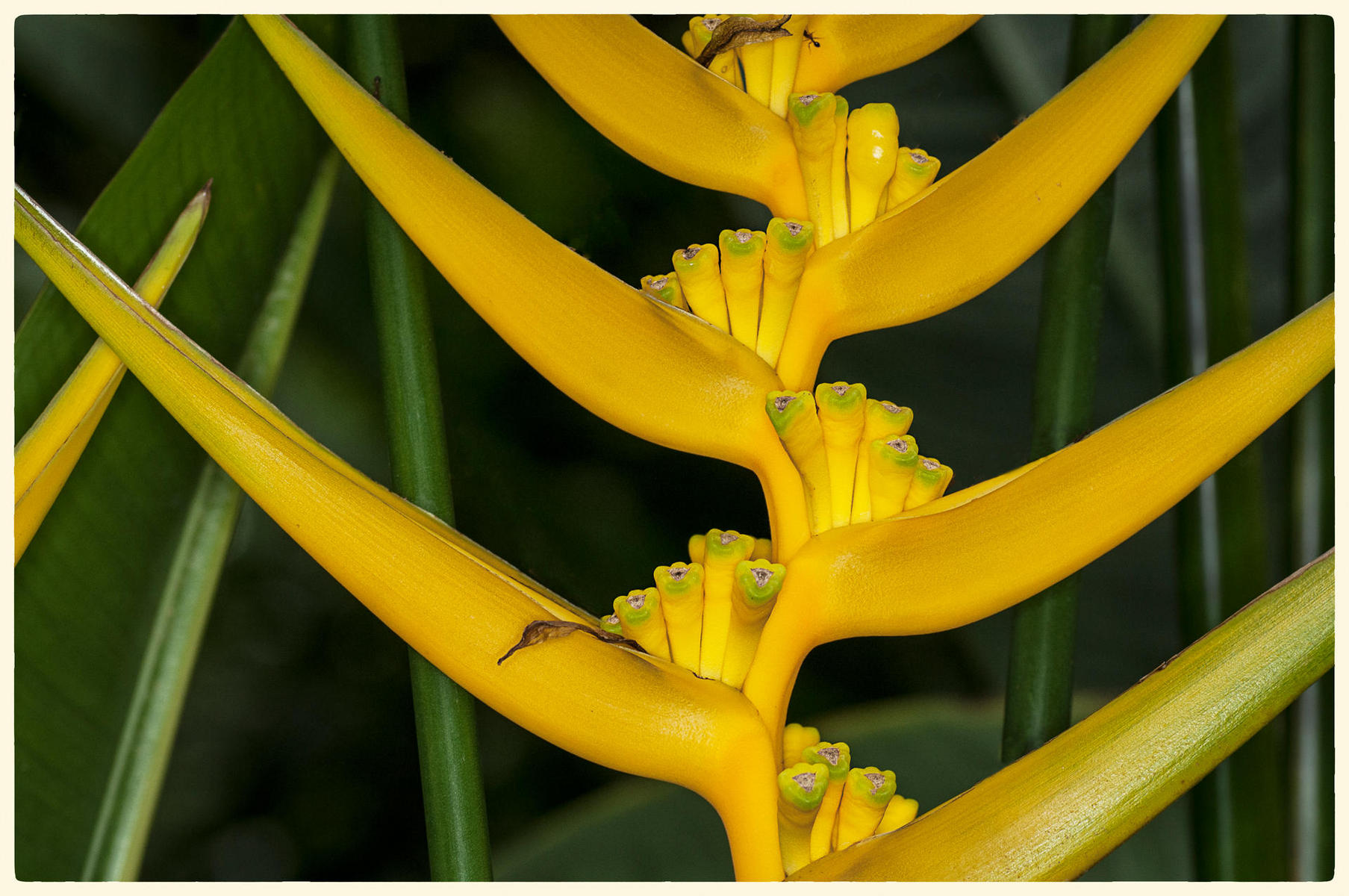 Yellow Christmas Heliconia, 2014