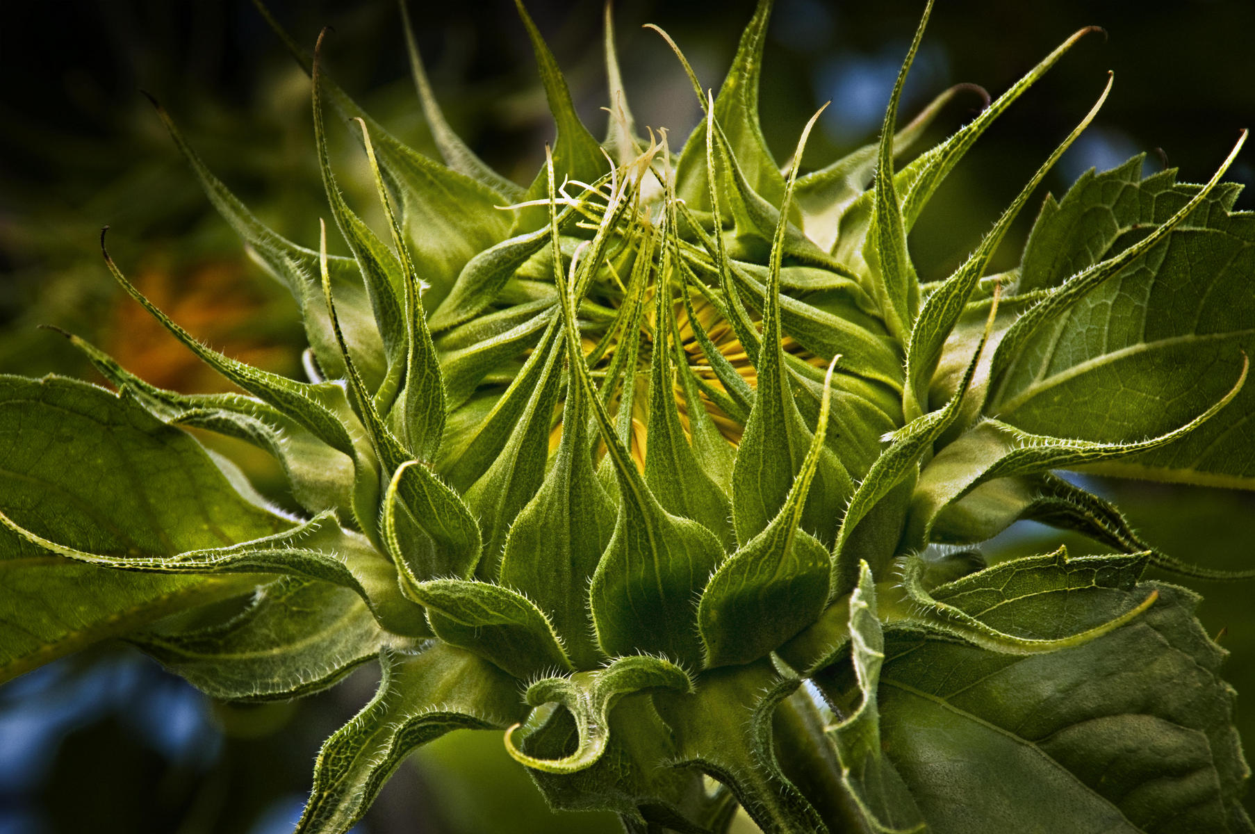 Astoria Sunflower, 2009