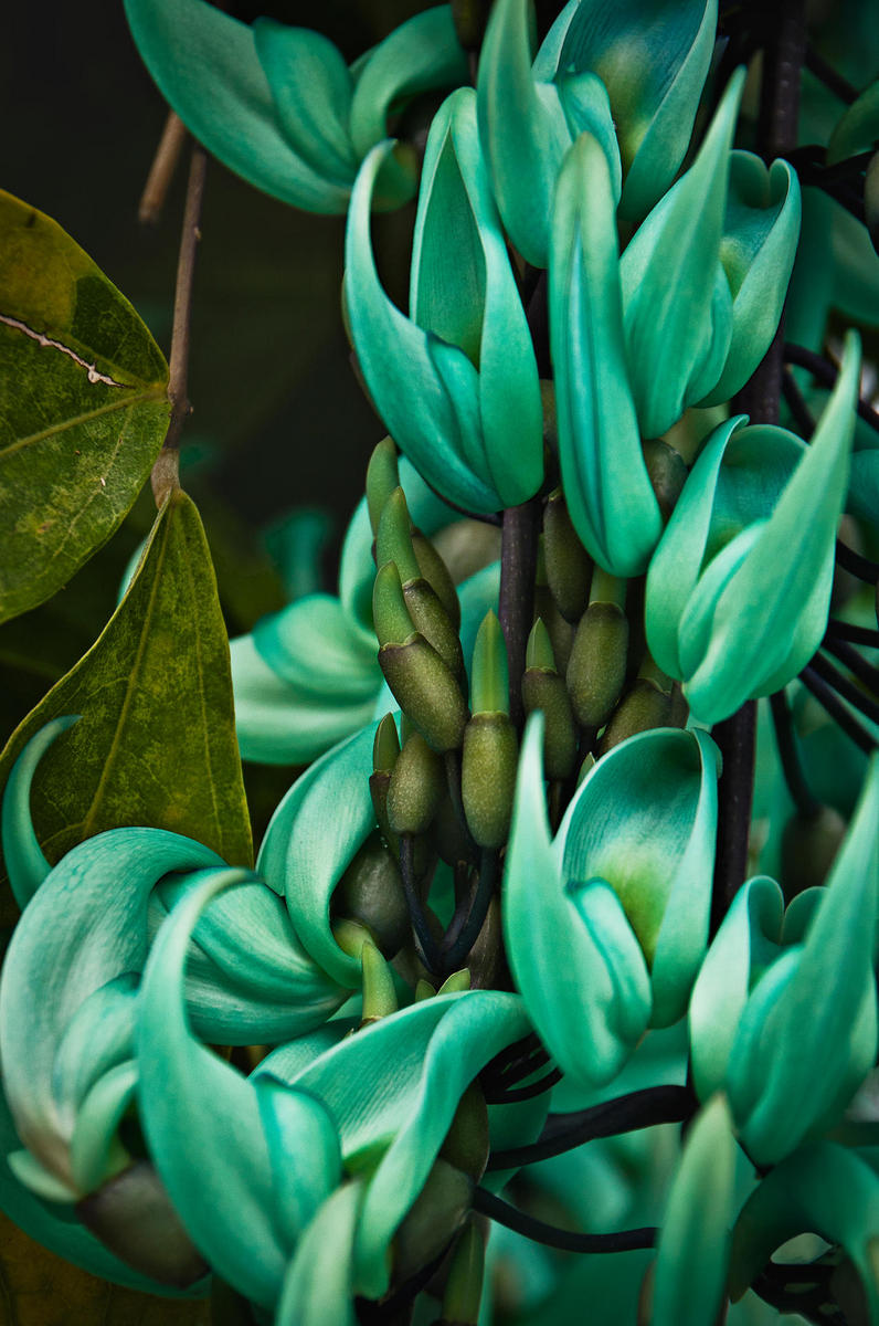 Jade Vine Cluster, 2011