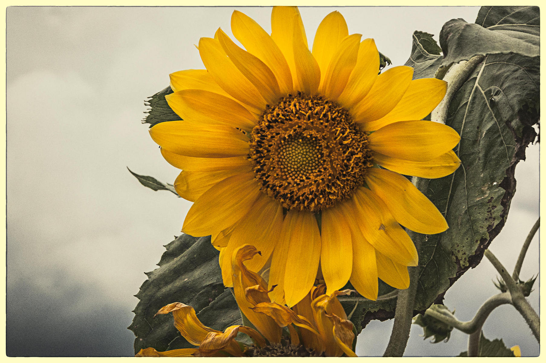 September Sunflower3, 2015