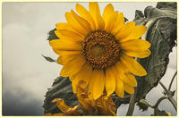 © Copyright 2025 Barbara E. Leven. All rights reserved.