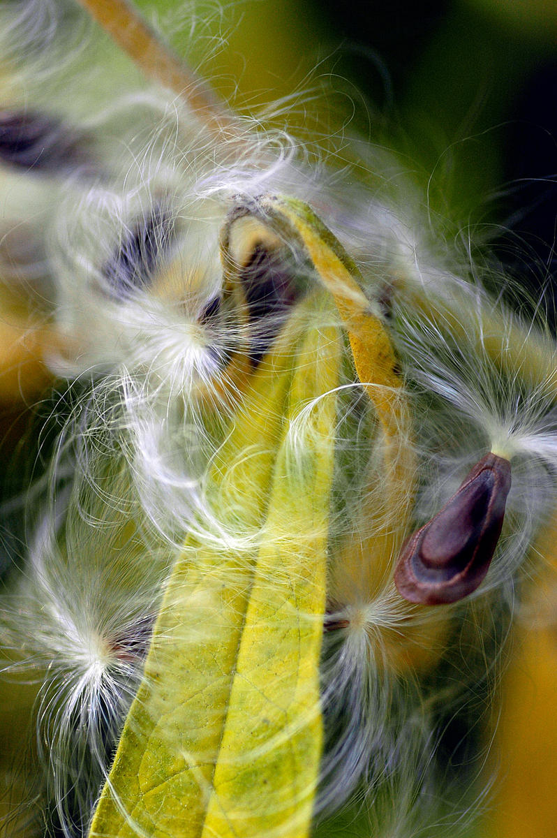 Swampmilkweed, 2005