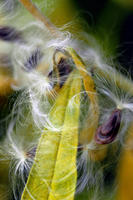 © Copyright 2025 Barbara E. Leven. All rights reserved.
