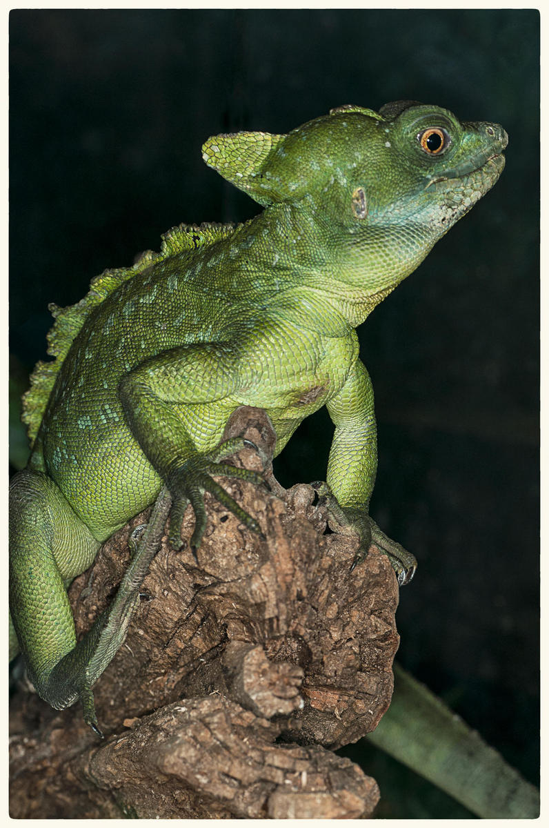 Basilisk Lizard, 2015