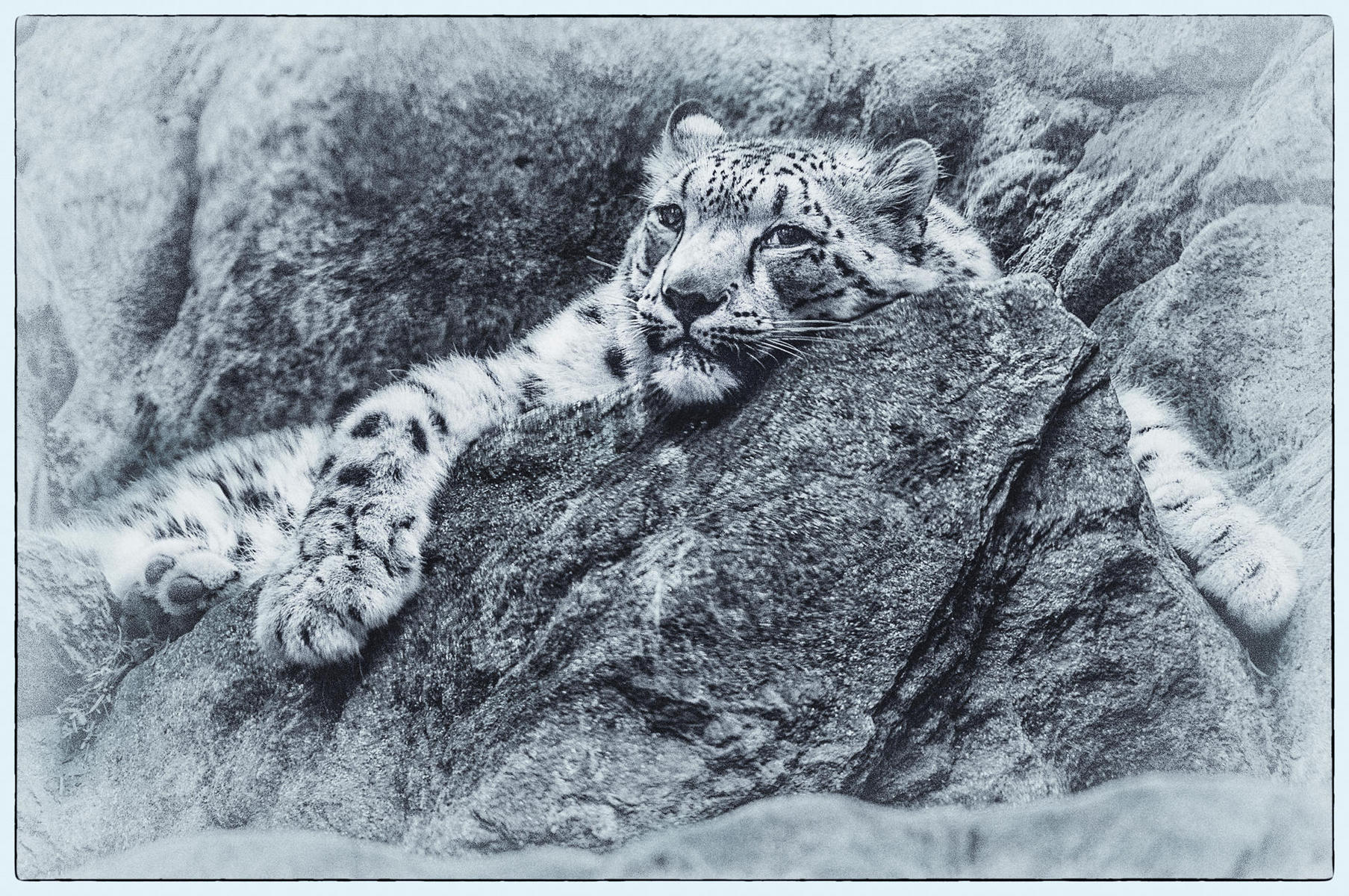 Bronx Snow Leopard, 2014