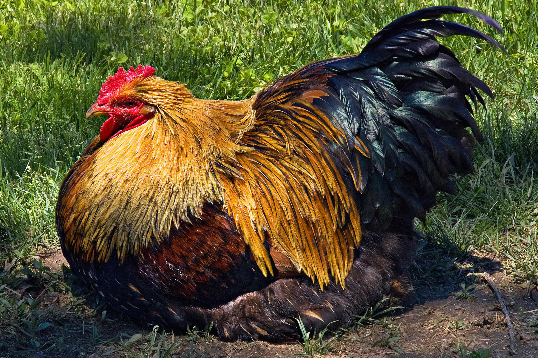 freerange2, 2008