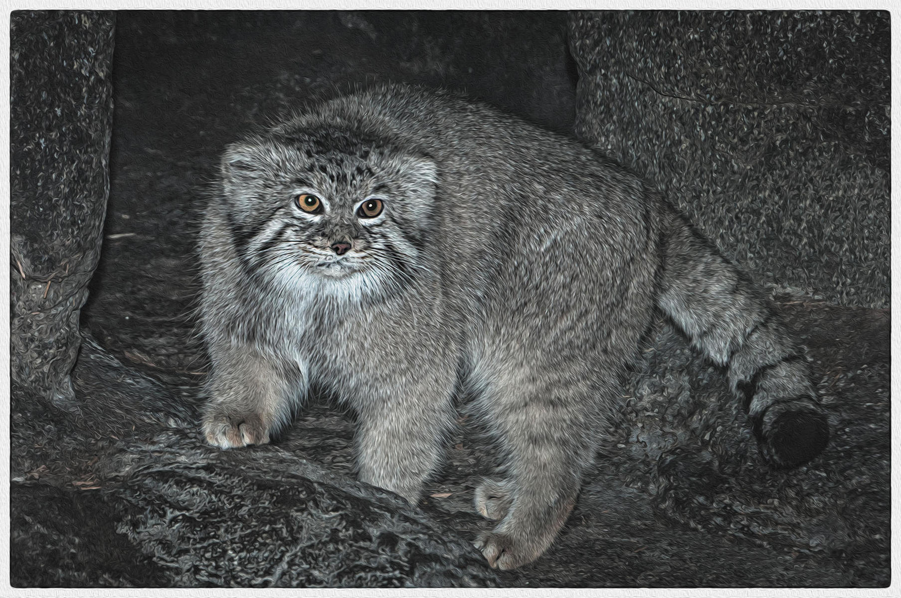 Pallas Cat, 2015