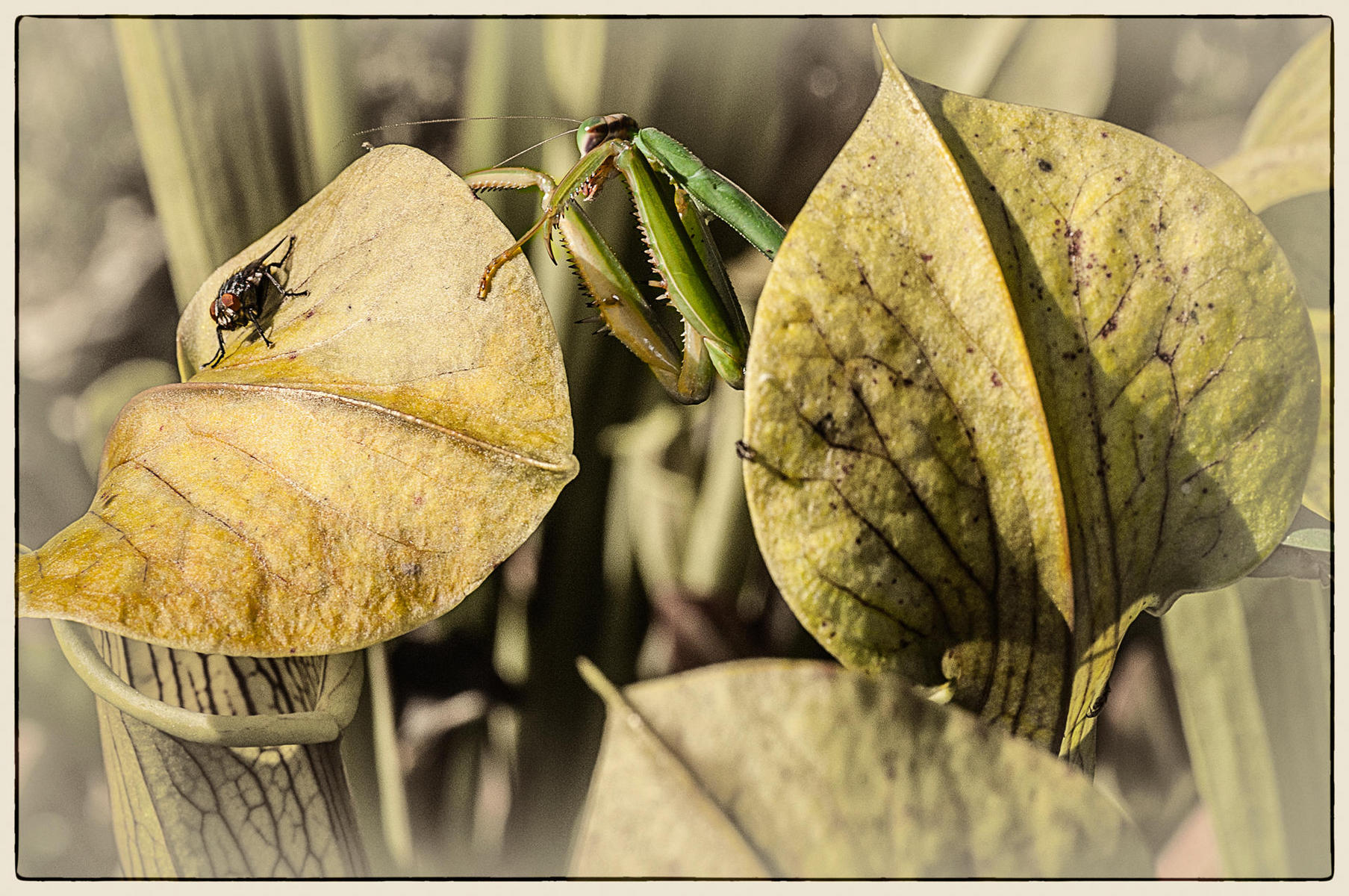 Preying Mantis, 2014