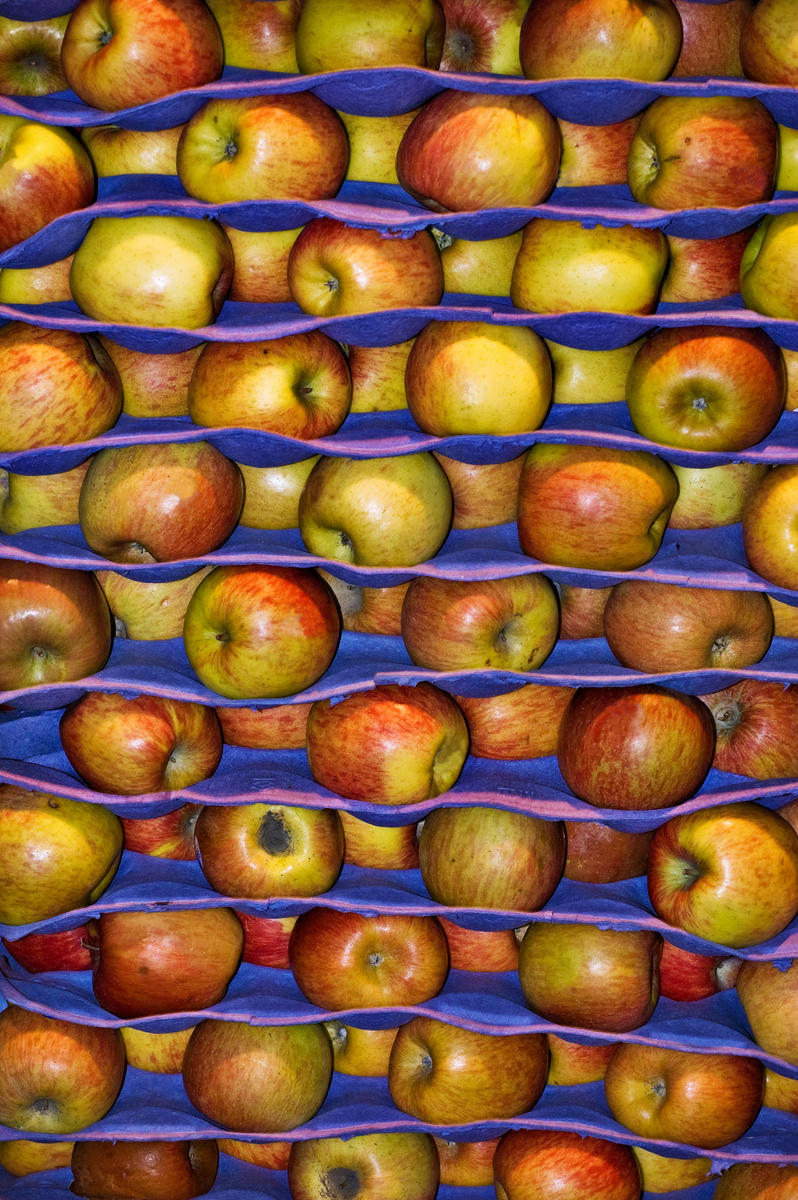 applewall, 2008