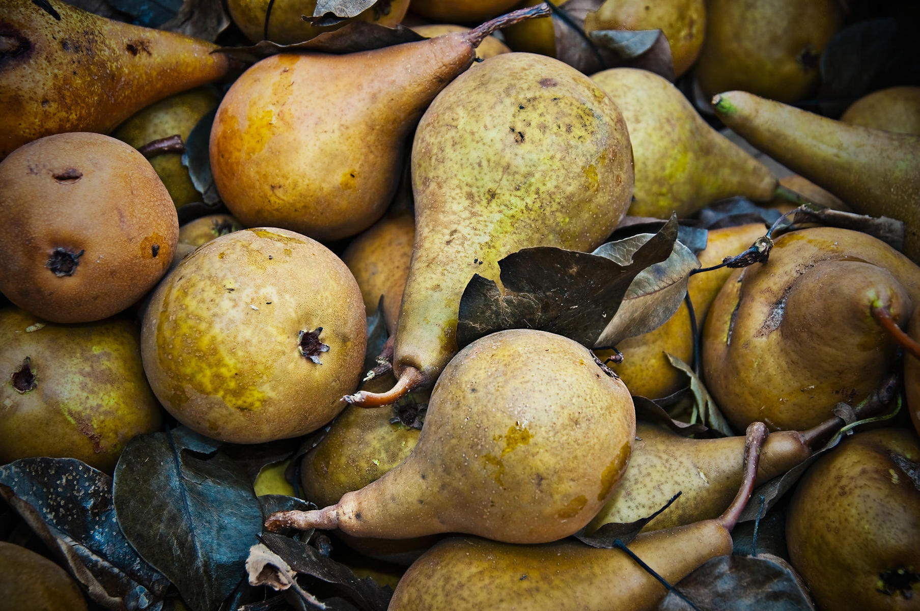 BoscPears, 2009