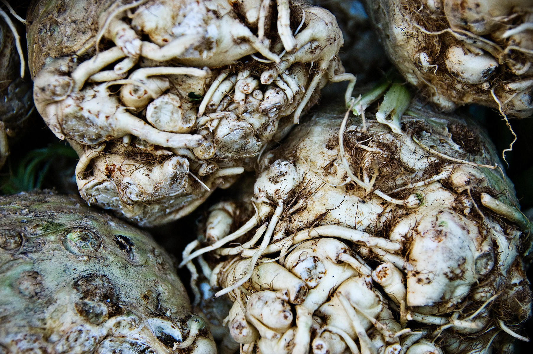 celeriac, 2008