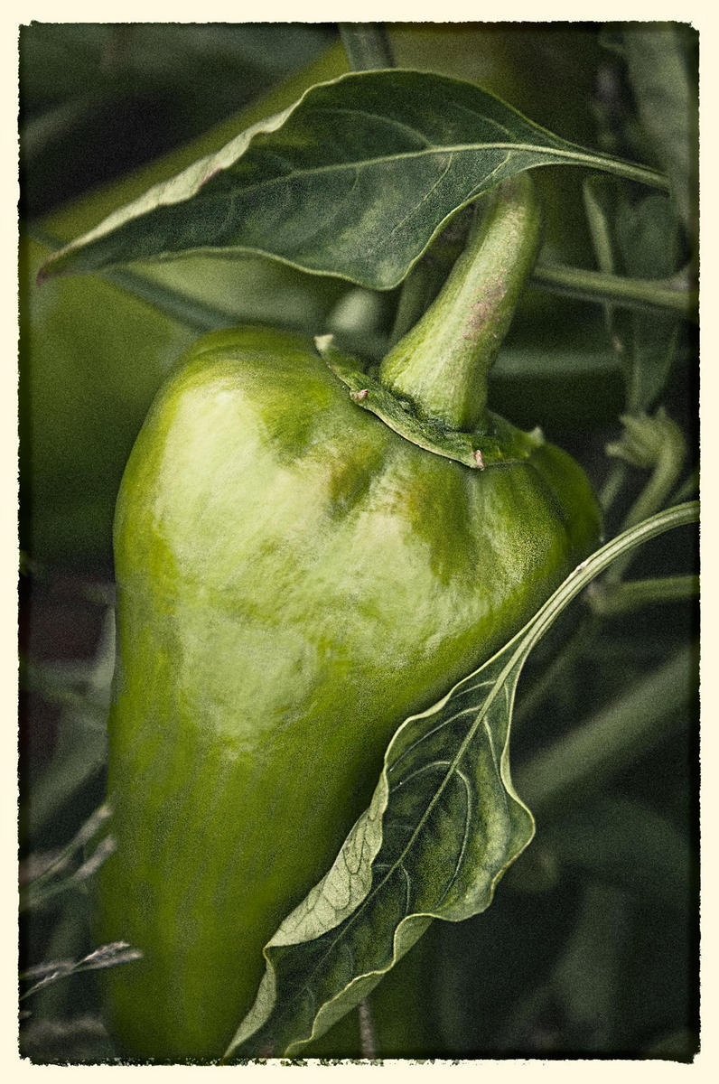 GreenPepper, 2015