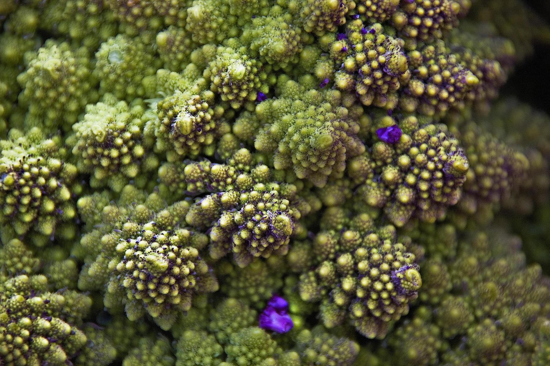 romanesco2, 2008