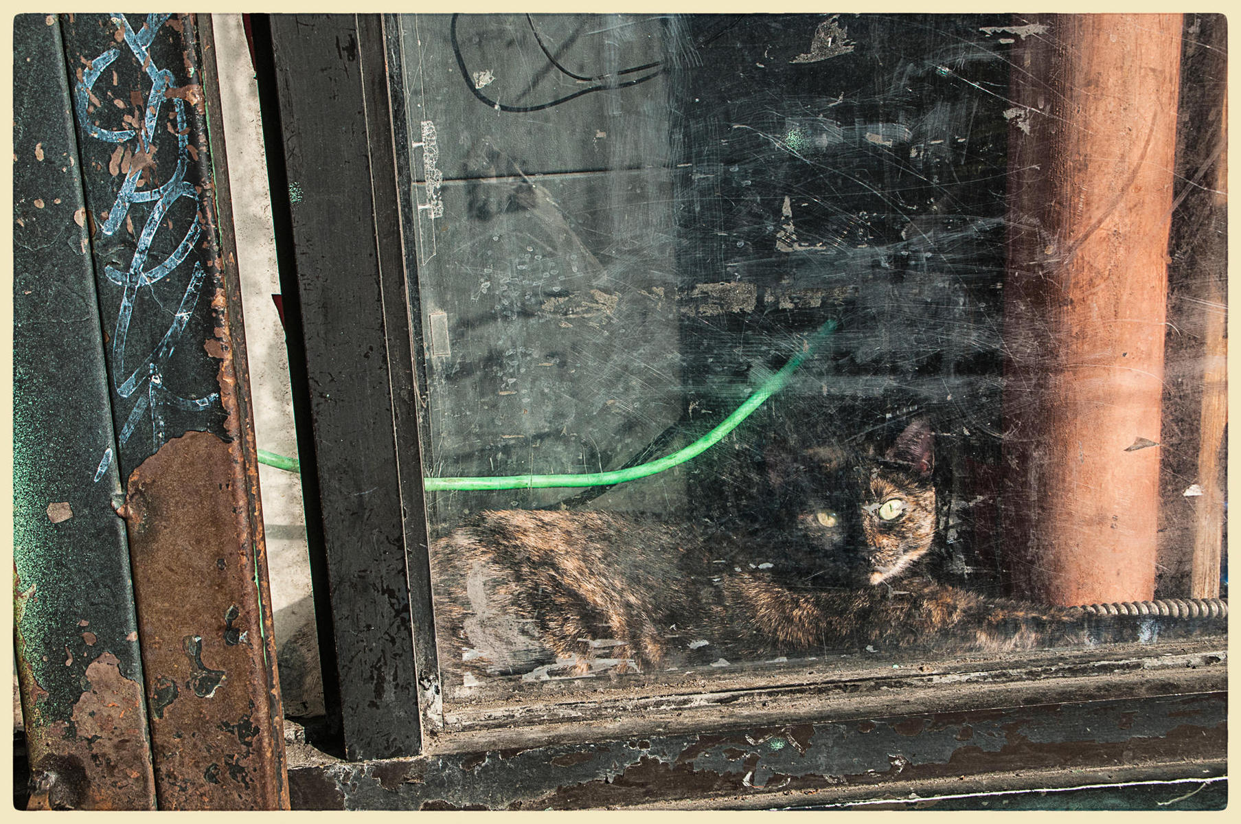 Kingsbridge Cat3, 2014