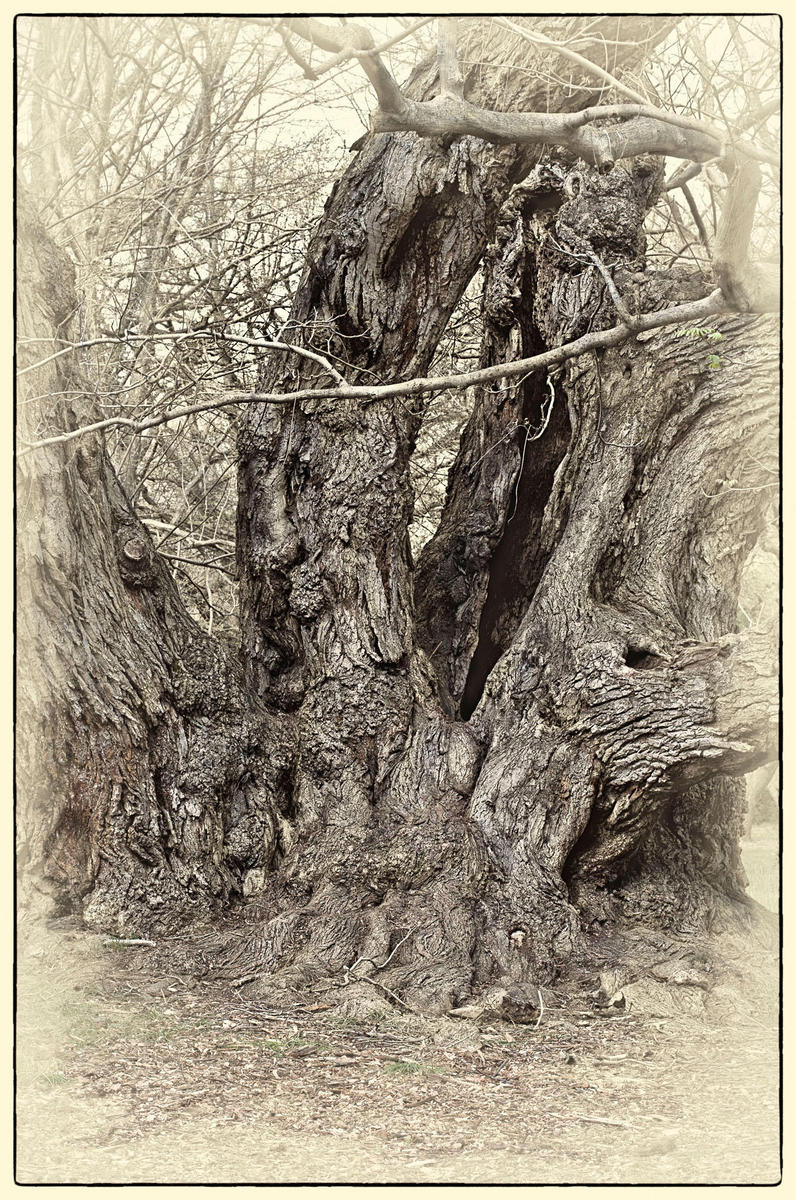 Brooklyn Tree, 2012