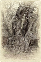 © Copyright 2023 Barbara E. Leven. All rights reserved.