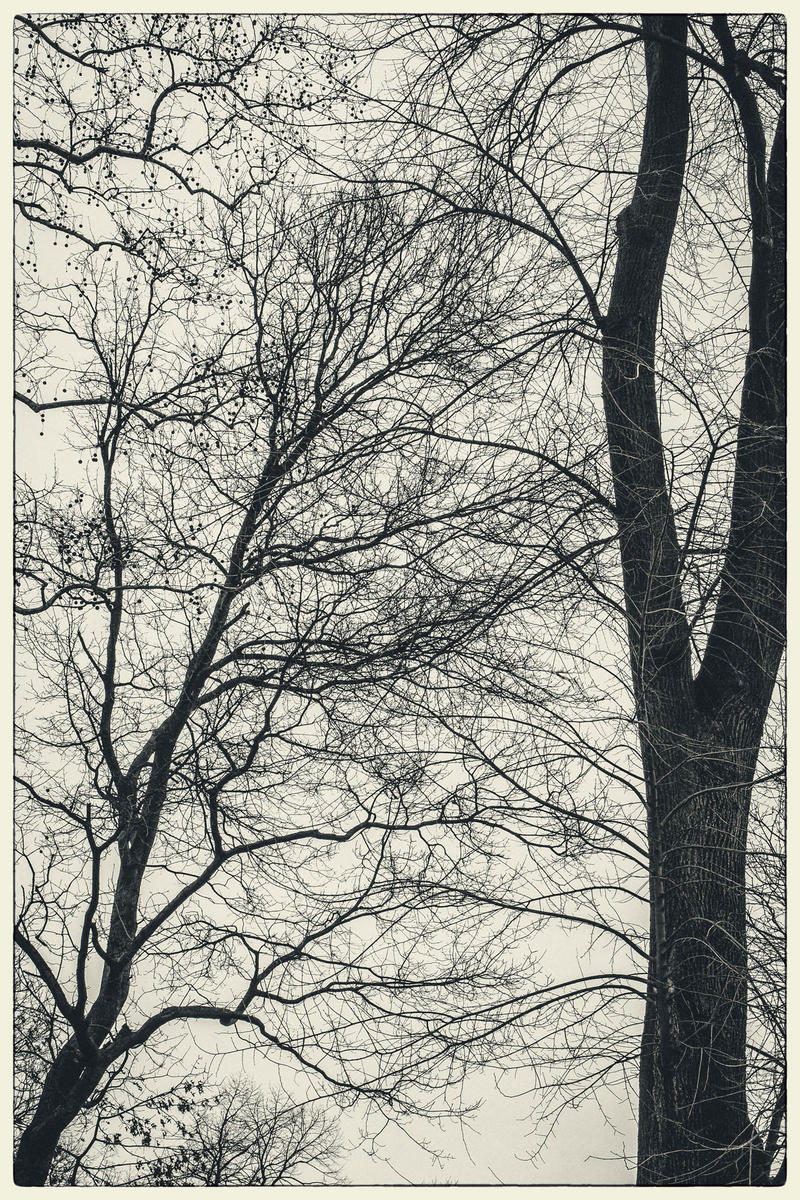 February Trees, 2016