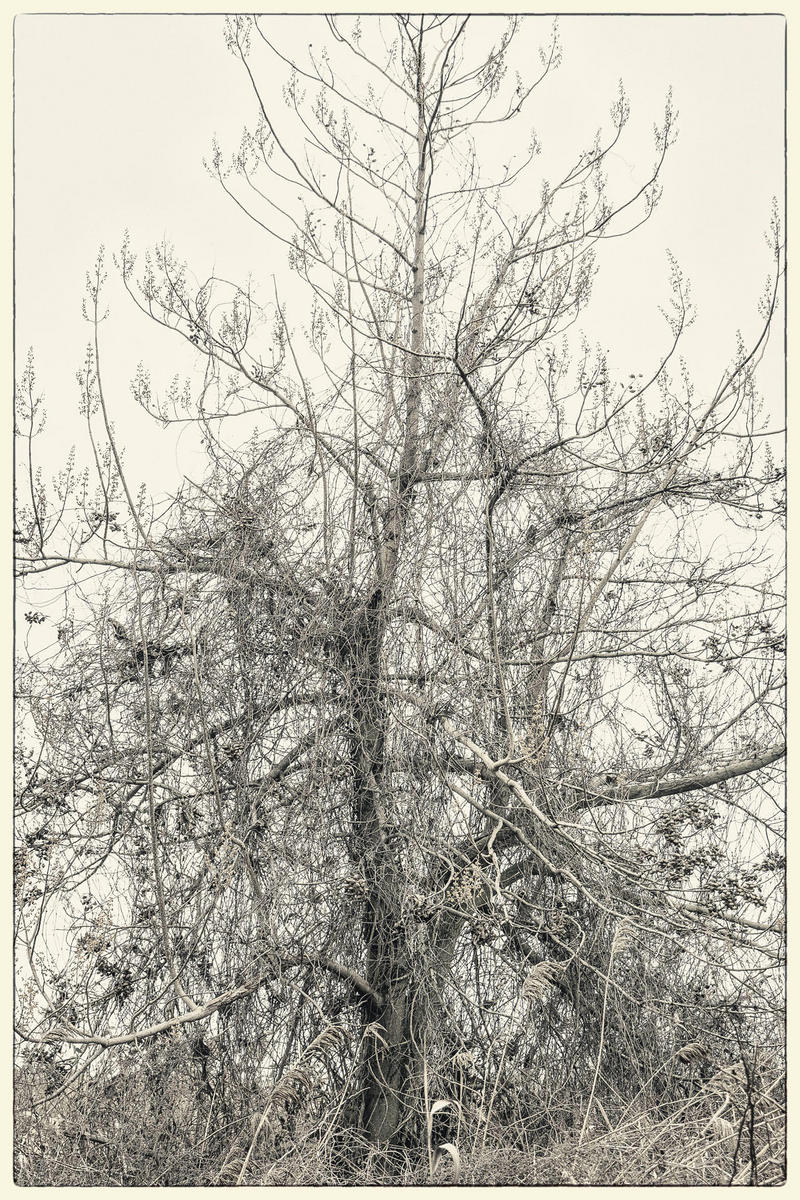 Winter Tree, 2015