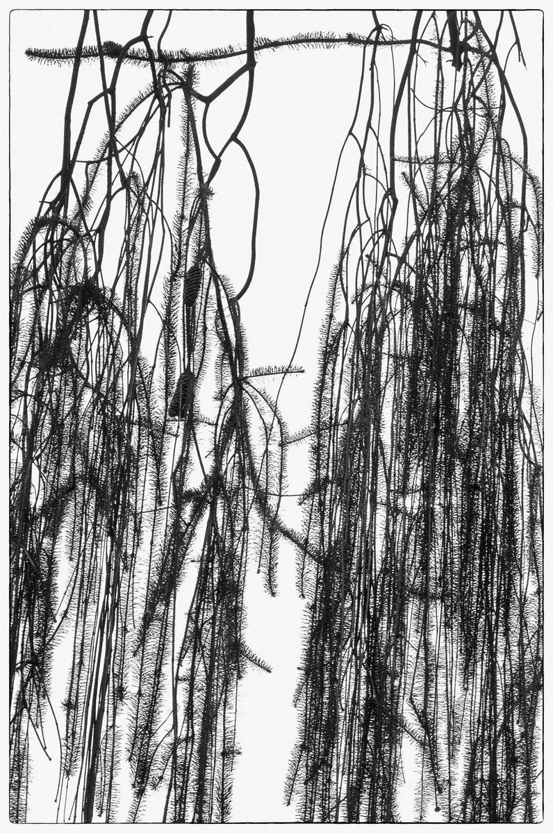 Snakebranch Spruce, 2014