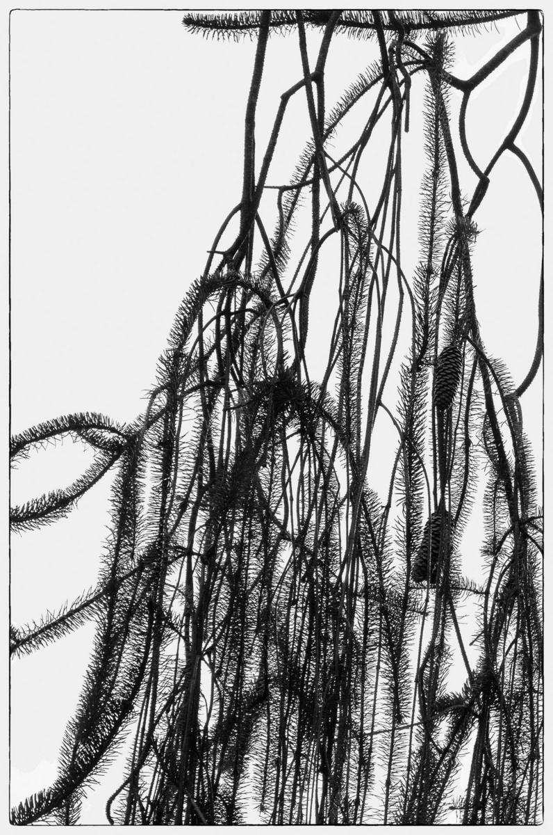 Snakebranch Spruce2, 2014