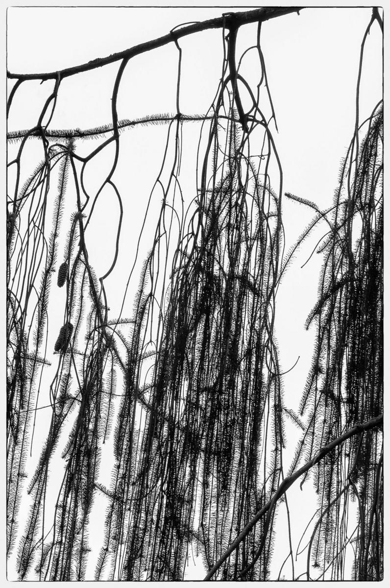Snakebranch Spruce3, 2014