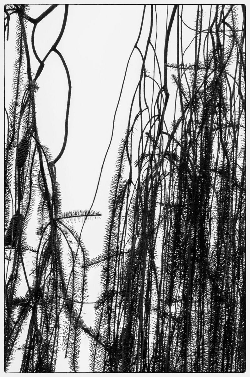 Snakebranch Spruce4, 2014