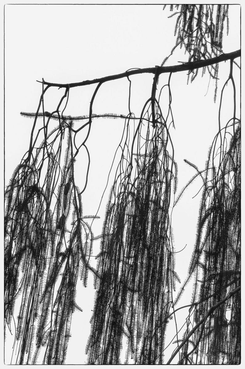 Snakebranch Spruce5, 2014