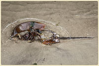 © Copyright 2025 Barbara E. Leven. All rights reserved.